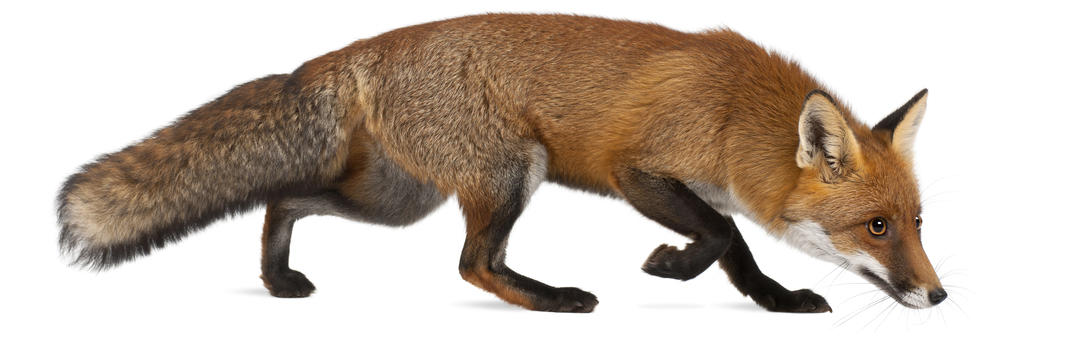 renard
